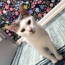 Thumbnail photo of Cookie #1