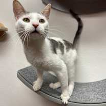 Thumbnail photo of Cookie #2
