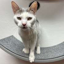 Thumbnail photo of Cookie #3