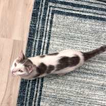 Thumbnail photo of Cookie #4
