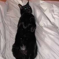 Thumbnail photo of Benji #4