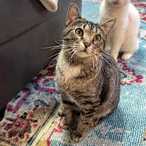 Thumbnail photo of Bacon #1