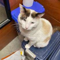 Thumbnail photo of Theodore #3