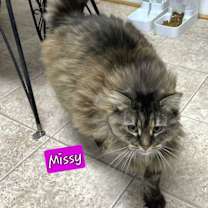 Thumbnail photo of Missy #1