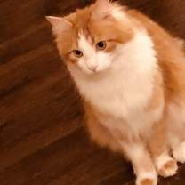 Thumbnail photo of Lip #4