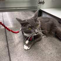 Thumbnail photo of Icarus #4