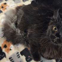 Thumbnail photo of Willow #2