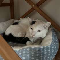 Thumbnail photo of Geppetto #2