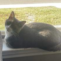Thumbnail photo of Mojo #4