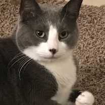 Thumbnail photo of Vinny #1
