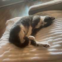 Thumbnail photo of Vinny #3