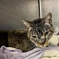 Thumbnail photo of Squidward #2