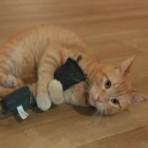 Thumbnail photo of Godric #2