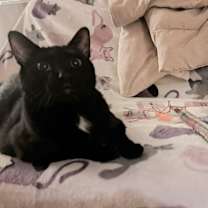 Thumbnail photo of Charlie & Joey #1