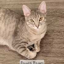 Thumbnail photo of RAVEN REYES #3