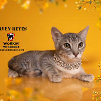 Thumbnail photo of RAVEN REYES #4