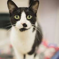 Thumbnail photo of Pancho #3