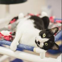 Thumbnail photo of Pancho #4