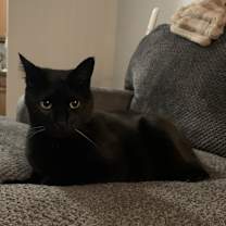 Thumbnail photo of Bear #2