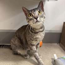 Thumbnail photo of Zola #2