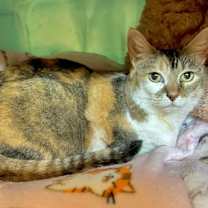 Thumbnail photo of Pebbles - Purr Machine #1