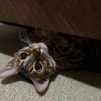 Thumbnail photo of bishaaro #1