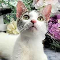 Thumbnail photo of Primrose #2