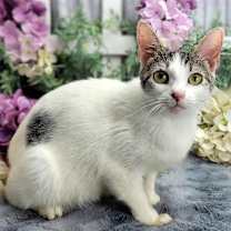 Thumbnail photo of Primrose #4