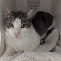 Thumbnail photo of Barley #2