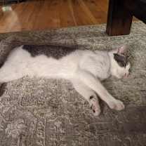 Thumbnail photo of Barley #3