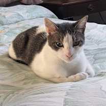 Thumbnail photo of Barley #4