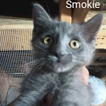 Thumbnail photo of Smokie #1
