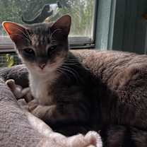 Thumbnail photo of Pancake #3