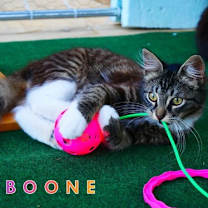Thumbnail photo of Boone #3