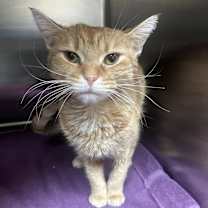 Thumbnail photo of Creamsicle #1