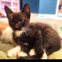 Thumbnail photo of Jenkins - Shannon's Litter #4