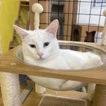 Thumbnail photo of Everest #2