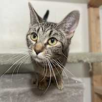 Thumbnail photo of Chachi #1