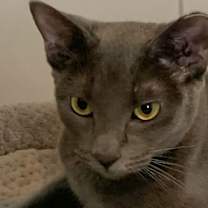 Thumbnail photo of Marinara #2