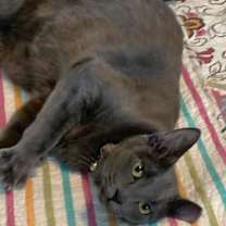 Thumbnail photo of Marinara #3