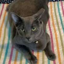 Thumbnail photo of Marinara #4