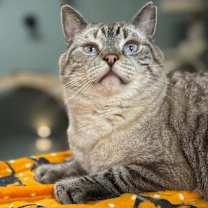 Thumbnail photo of Condor Church #1