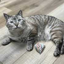 Thumbnail photo of Condor Church #2