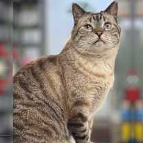 Thumbnail photo of Condor Church #3