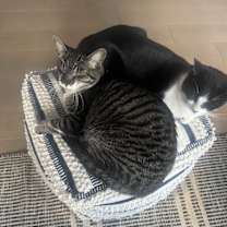 Thumbnail photo of Bartholomew #3