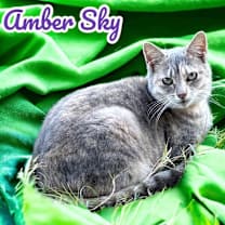 Thumbnail photo of Amber Sky #1