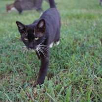 Thumbnail photo of Vesta #1