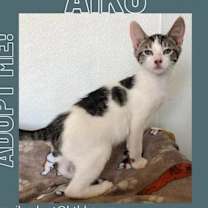 Thumbnail photo of Aiko #2