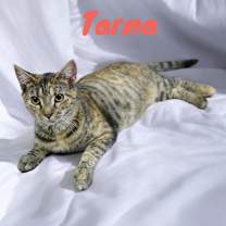 Thumbnail photo of Tarna #1
