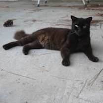 Thumbnail photo of Bagheera #1